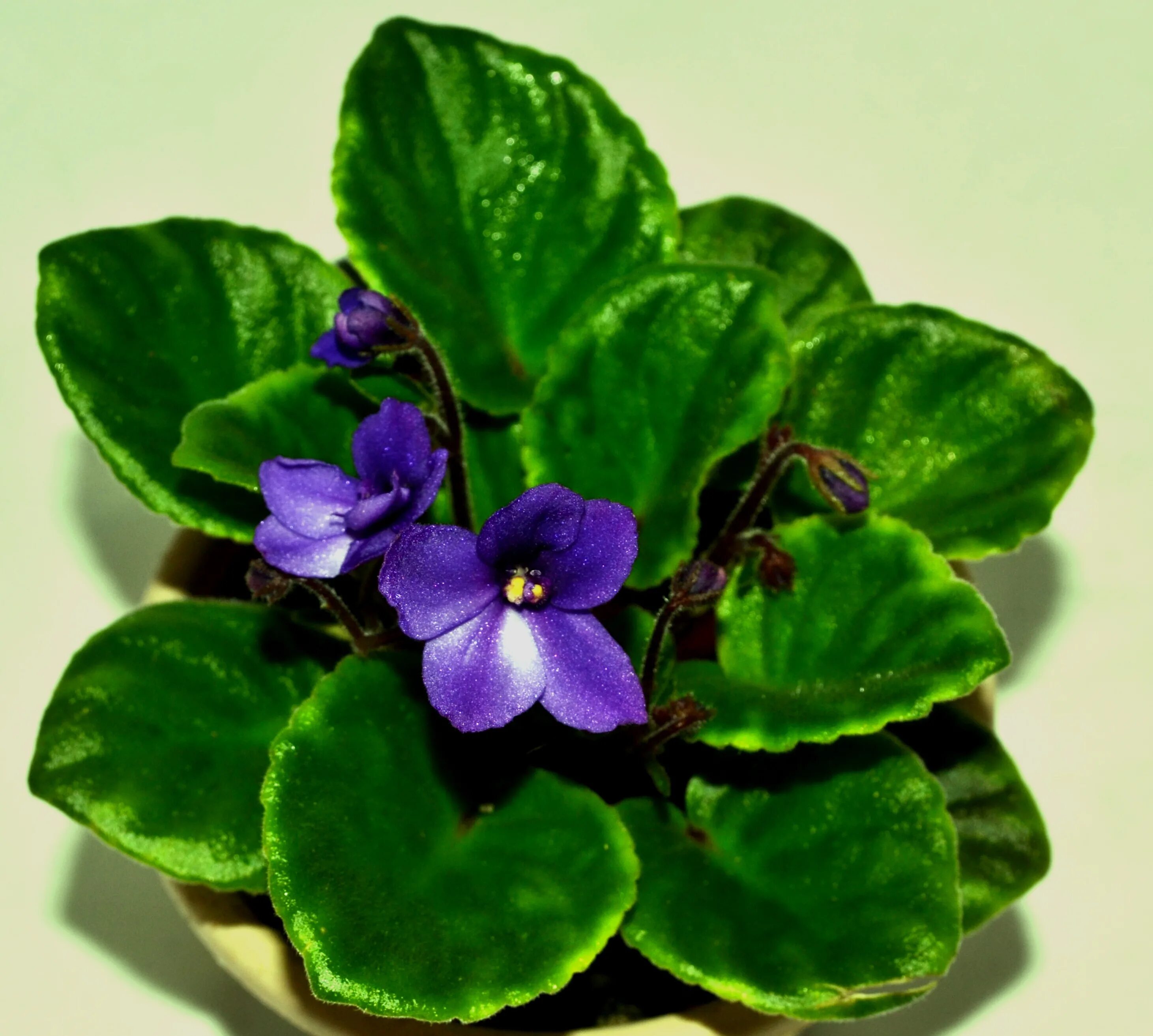 Фиалка науки. Фиалка African Violet. Фиалка Humako Teardrops. Зеленая фиалка Humako. Живучка и фиалки.