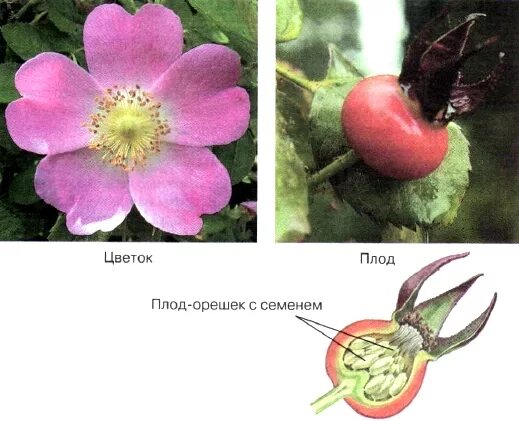 Покрытосеменные растения шиповник. Строение плода шиповника. Шиповник собачий плоды. Покрытосеменные шиповник шиповник майский растения. Розоцветные плод.