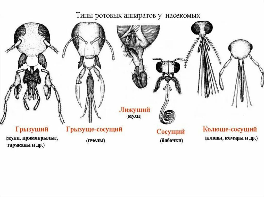 Ротовая полость насекомых. Строение грызуще лижущего ротового аппарата насекомых. Типы ротового аппарата у насекомых биология 7 класс. Ротовой аппарат комара характеристика. Ротовые аппараты насекомых таблица.