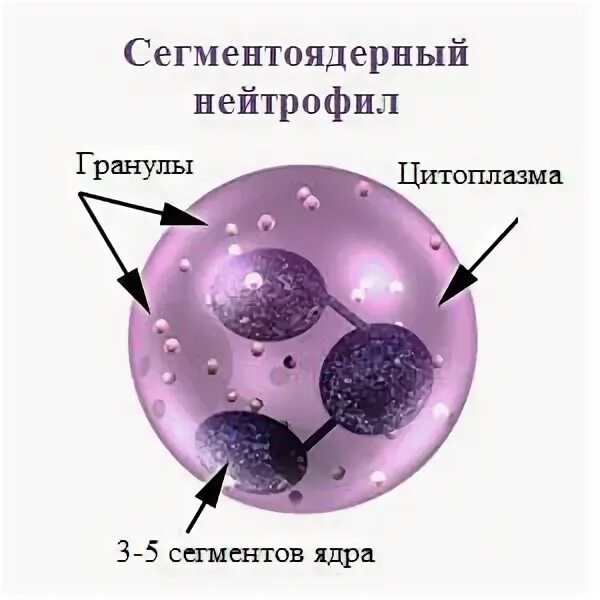 Сегмента ядерная. Сегментно ядерные нейтрофилы. Сегментоядерные нейтрофилы строение. Сегментоядерный нейтрофил строение. Нейтрофилы строение и функции.