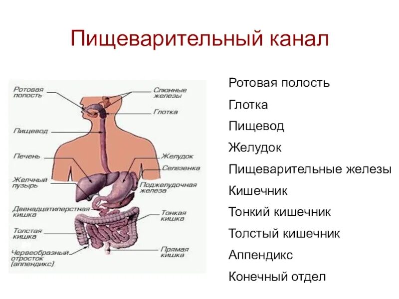 Пищеварительная система пищеварительный канал желудок. Пищеварительная система человека анатомия глотка. Строение ротовой полости и органов пищеварительной системы. Пищеварительная система анатомия пищевод.