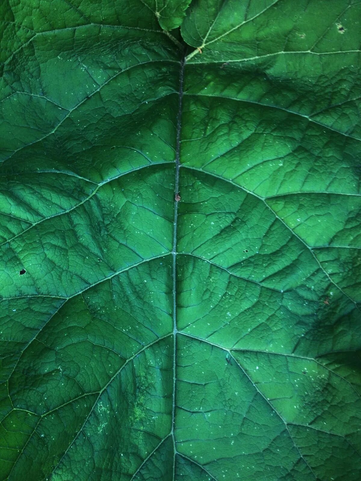 Купить зеленый лист. Эмеральд Грин цвет. Фталевый зеленый и изумрудный. Зеленый лист. Темно зеленые листья.