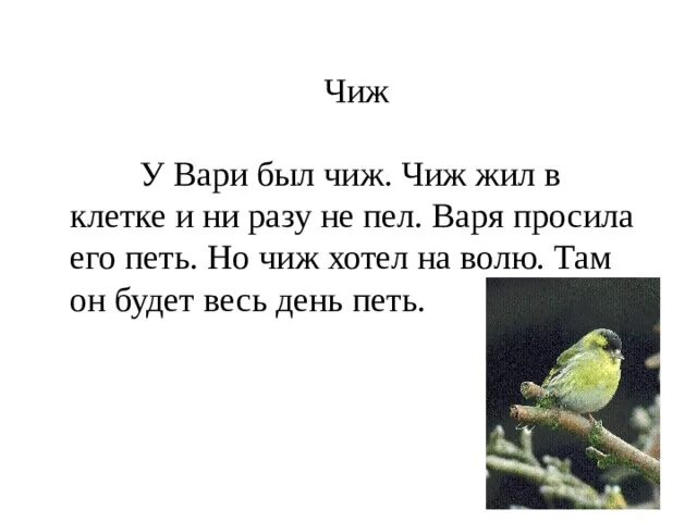 Составить предложение чижи. У вари был чиж чиж жил. чиж 2 класс у вари был чижи. у вари жил чиж толстой.