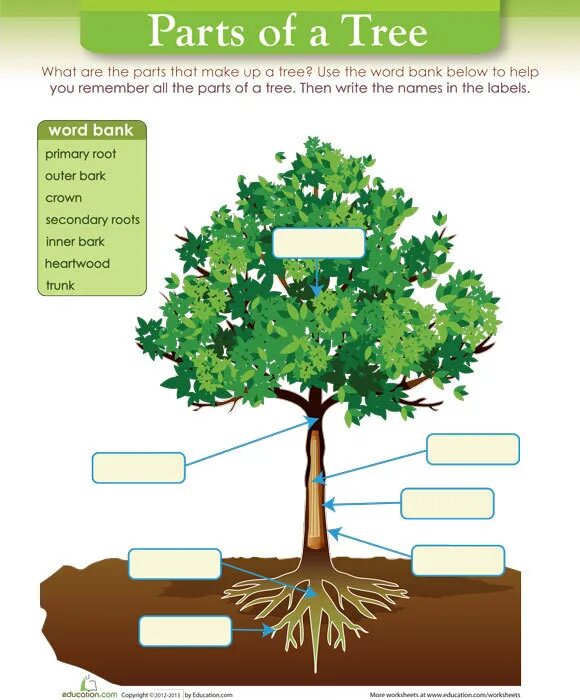 The 8 functions. Parts of a Tree for Kids. What дерево. Parts of a Tree a Twig. Parts of Tree вектор.