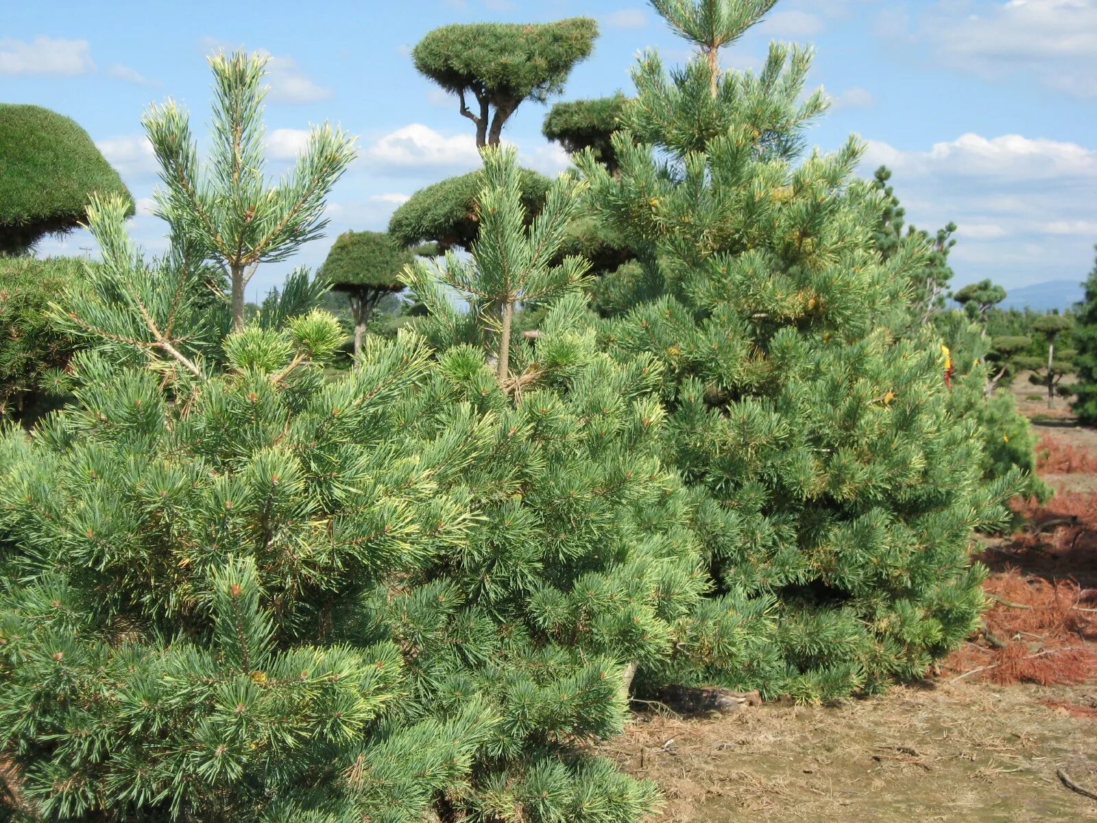 Сосна Pinus Sylvestris. Pinus Sylvestris Bonna. Сосна обыкновенная Pinus Sylvestris. Сосна обыкновенная Голд коин.