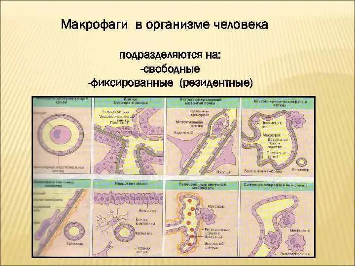 Система макрофагов. Макрофагическая система гистология. Макрофаги в организме человека. Макрофаги классификация. Название макрофагов в различных органах.