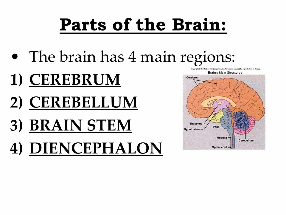 The structure of the human brain. Brain parts.