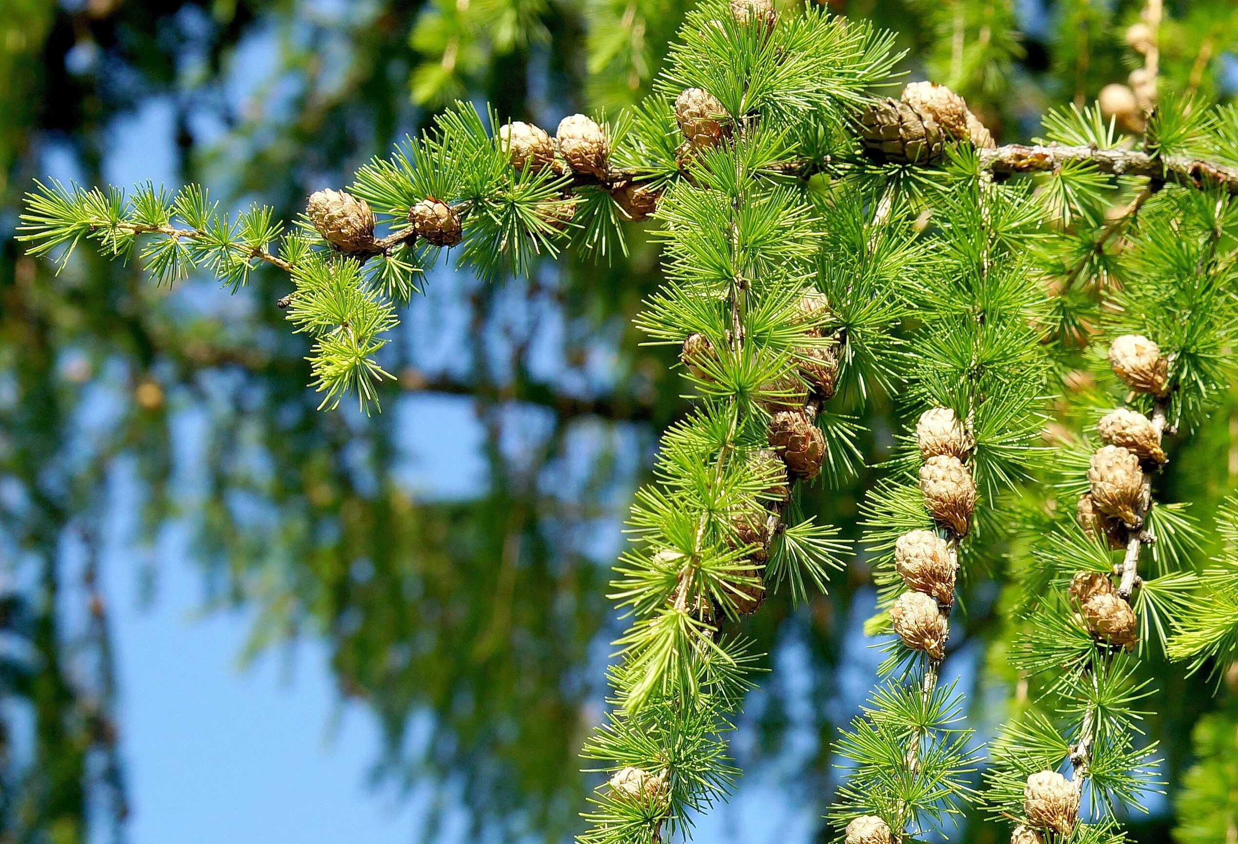 Хвойные породы россии. Лиственница Сибирская Larix sibirica. Лиственница Сибирская (Larix sibirica Ledeb.). Лиственница Сибирская и Даурская. Лиственница европейская Larix decidua.