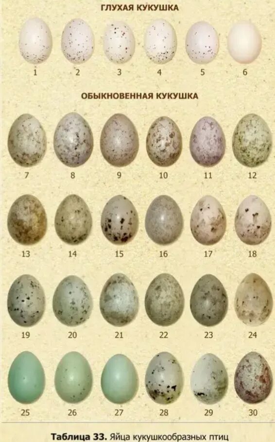 Сколько вынашивают яйца. Яйцо кукушки размер. Яйца птиц средней полосы. Яйца кукушки и перепелиные яйца. Яйца кукушки какого цвета.