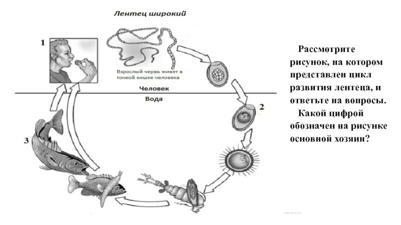 Широкий лентец жизненный цикл схема. Жизненный цикл широкого лентеца. Широкий лентец цикл развития. Широкий лентец цикл развития схема.