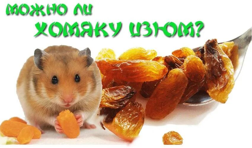 Хомяки можно хлеб давать. Сушеные хомяки. еда для игрушечного хомяка. хомяк на хлебе. можно ли хомякам.