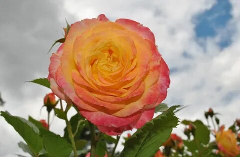 Rose skies