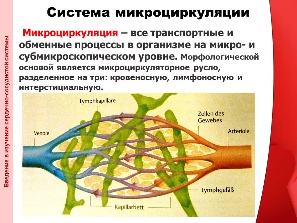 Сосуды микроциркулярного русла. Микроциркуляторное русло физиология. Участие лимфатических капилляров в системе микроциркуляции. Понятие о микроциркуляторном русле.