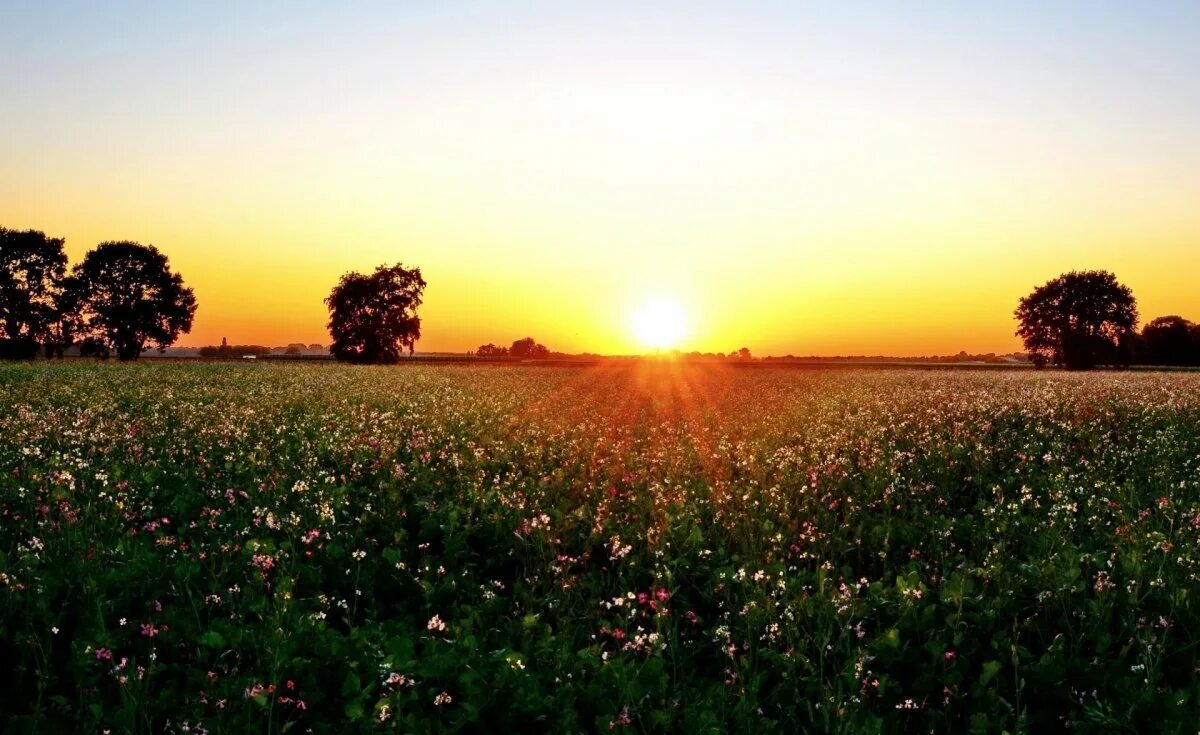 рассвет в степи. поле восход солнца. поле солнце. цветущее поле. поле восход солнца.
