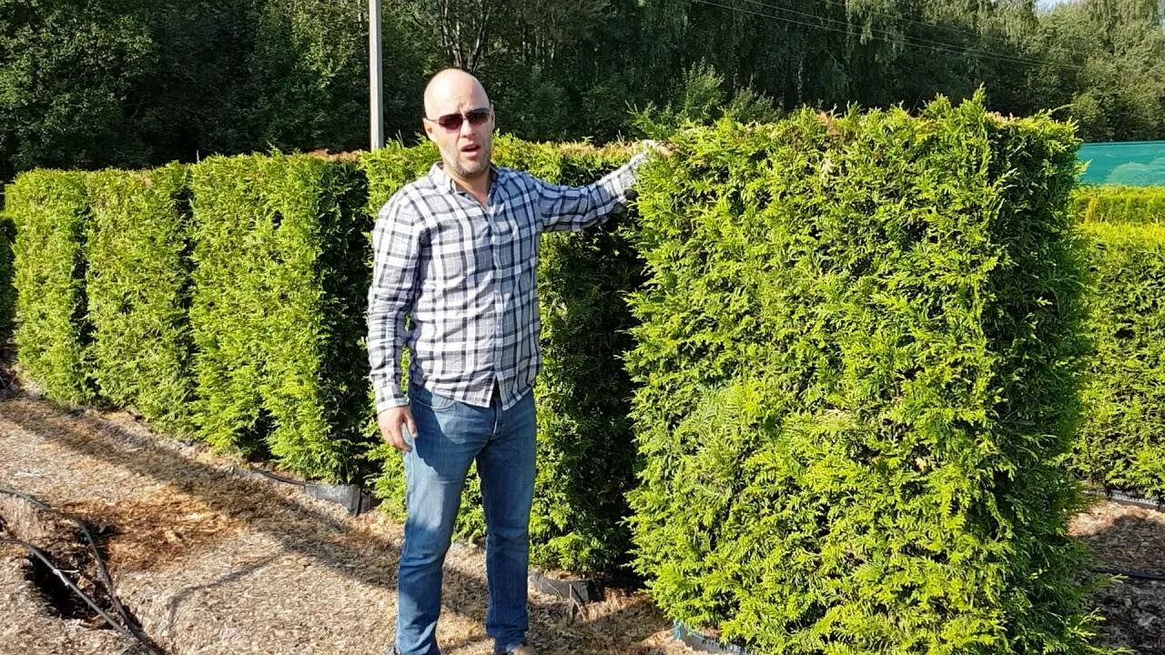 Какую тую сажать для живой изгороди