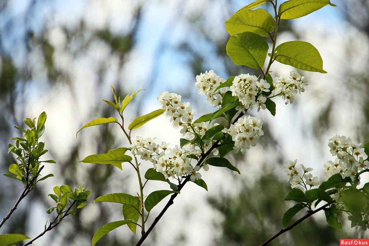 черемуха весной. черемуха в россии. цветение черёмухи. майская черемуха. черёмуха маака.