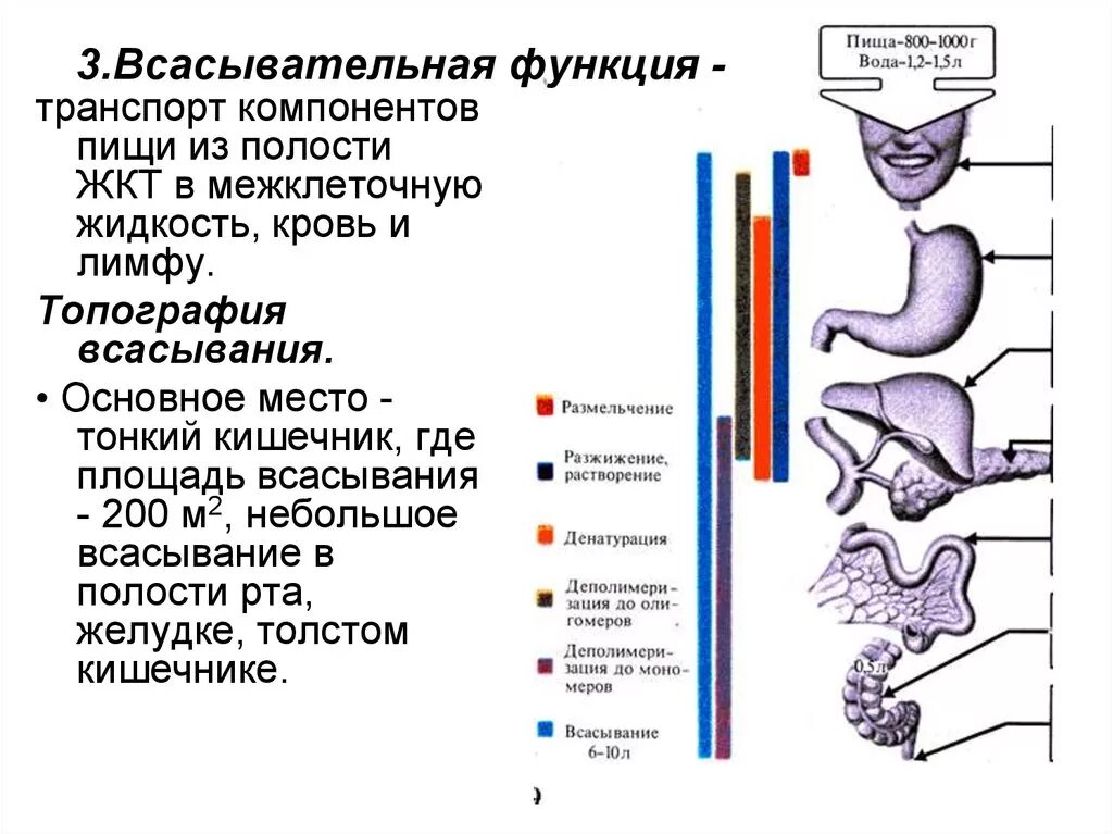 Механизмы всасывания в ЖКТ. Всасывание в ЖКТ физиология. Всасывание питательных веществ в ЖКТ. Всасывание веществ из пищеварительного тракта.