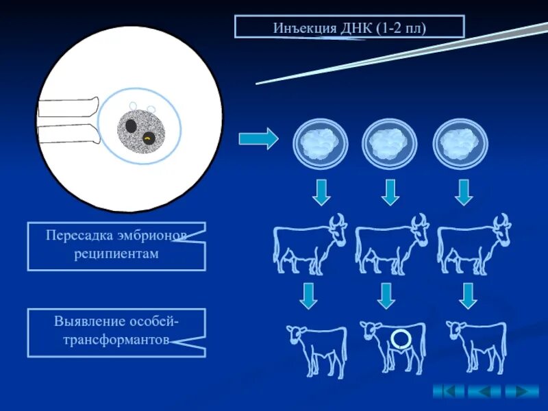 Трансплантация эмбрионов. Трансплантация эмбрионов селекция. Трансплантация эмбрионов коров. Схема экстракорпорального оплодотворения.