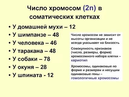 Сколько аутосом содержит яйцеклетка человека