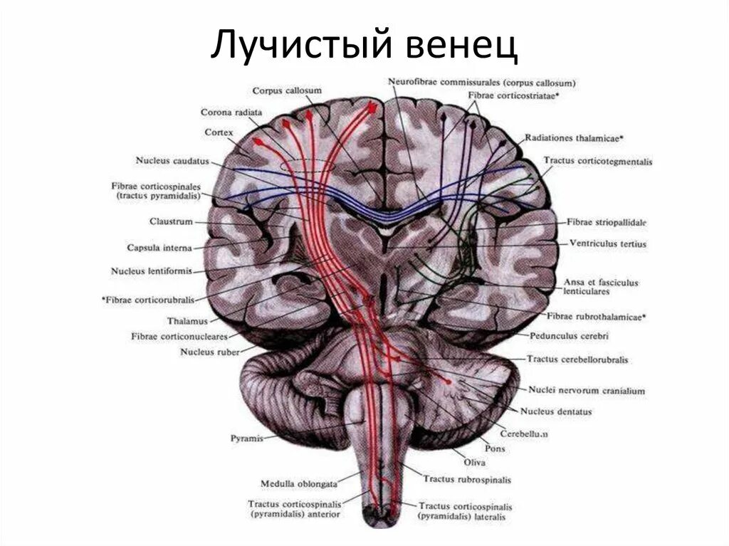 Проведенные на головном мозге