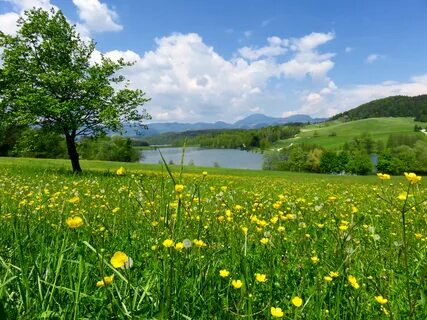 Бесплатные картинки природа летом