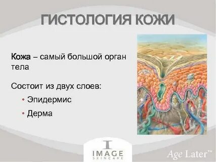 Какой самый большой организм в человеке