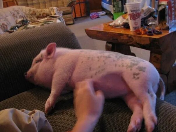 Бергштрессер книрт. Мини Пиги взрослые. Домашняя свинья в квартире. Мини Пиг взрослый размер. Вместо свиньи