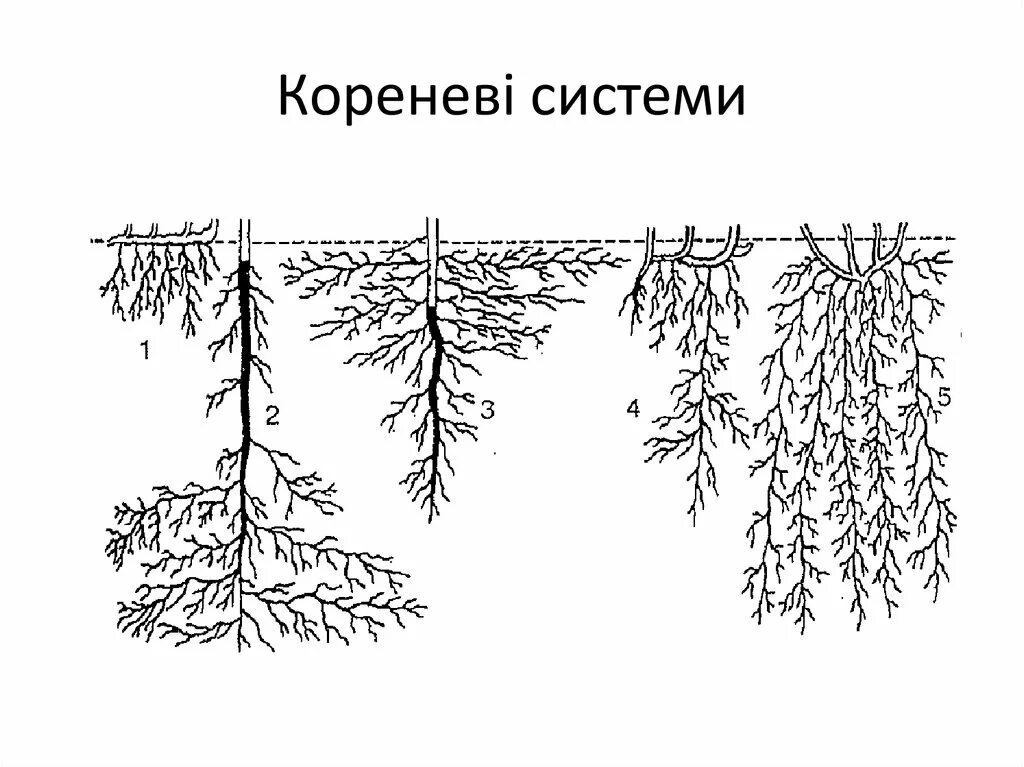 Корневая система хвойных. Корневая система осины. Осина дерево корневая система. Корневая система осина обыкновенная. Диаметр корневой системы ели.