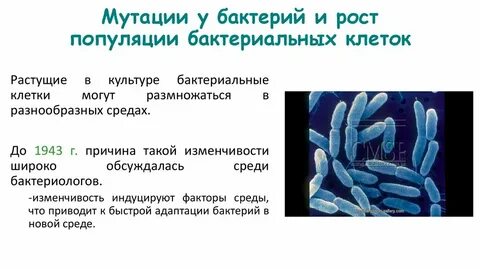 Почему бактерий мало