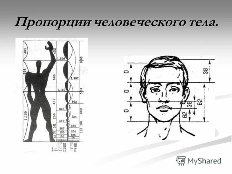 золотое сечение пропорции тела. все пропорции человеческого тела были рассчитаны. все пропорции человеческого тела были рассчитаны. соотношение частей тела человека. золотое сечение в пропорциях человеческого тела.