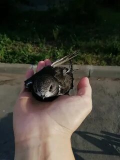 Нашла птицу на улице