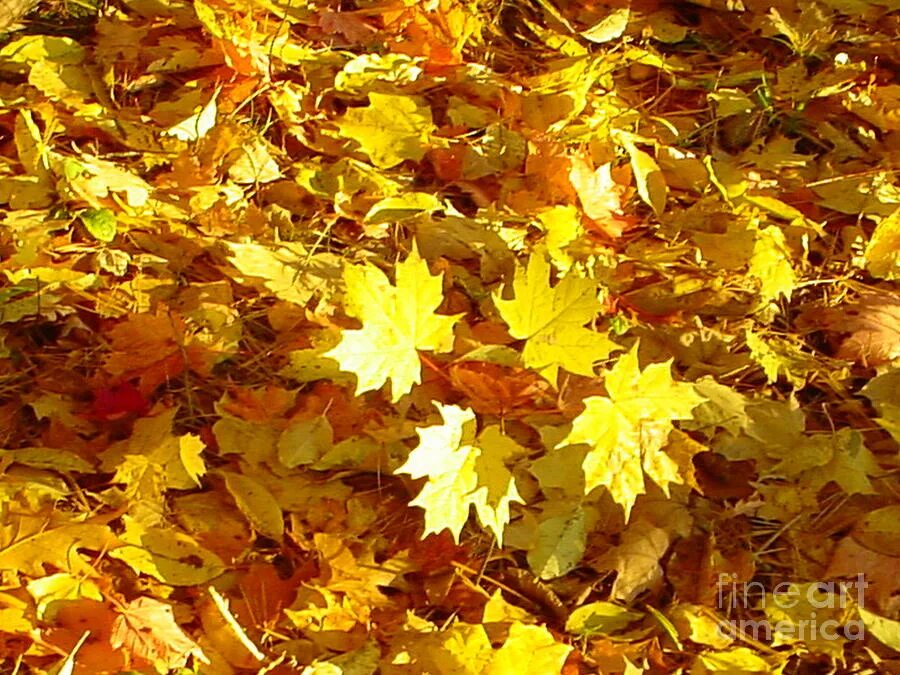 Осенняя листва. Осенний ковер. Много листьев. Ворох листьев. Ворох желтых листьев