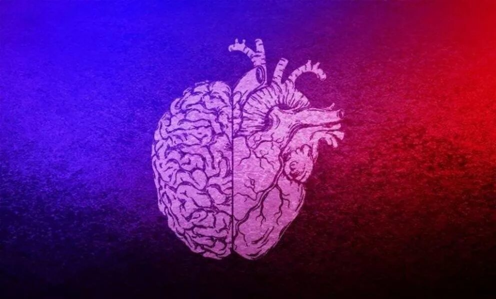 Heart and brain