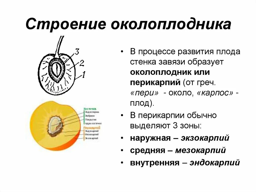 Что относится к частям плода. Плод строение и функции. Строение плодов околоплодника. Строение плода биология 6. Строение плода персика схема.