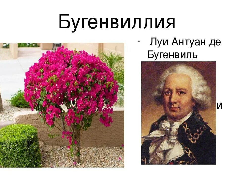 Л А Бугенвиль. Бугенвиль открытия. Луи Антуан Бугенвиль кратко. Названия растений в честь известных людей.