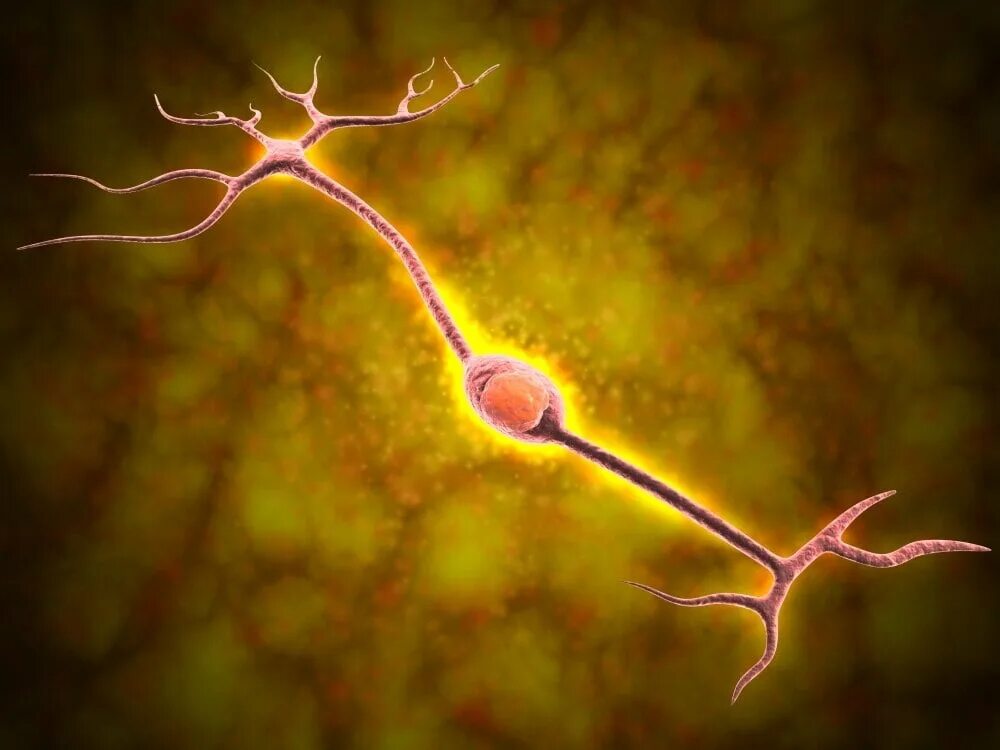 Включает несколько слоев нейронов. Биполярный униполярный Нейрон. Униполярный Нейрон гистология. Макроснимок нервных клеток. Нейроны ДНК.