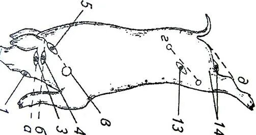 Сонная артерия у свиней где находится. Мезентериальные лимфоузлы у свиней. Лимфатическая система свиньи схема. Яремная Вена у свиньи забой.