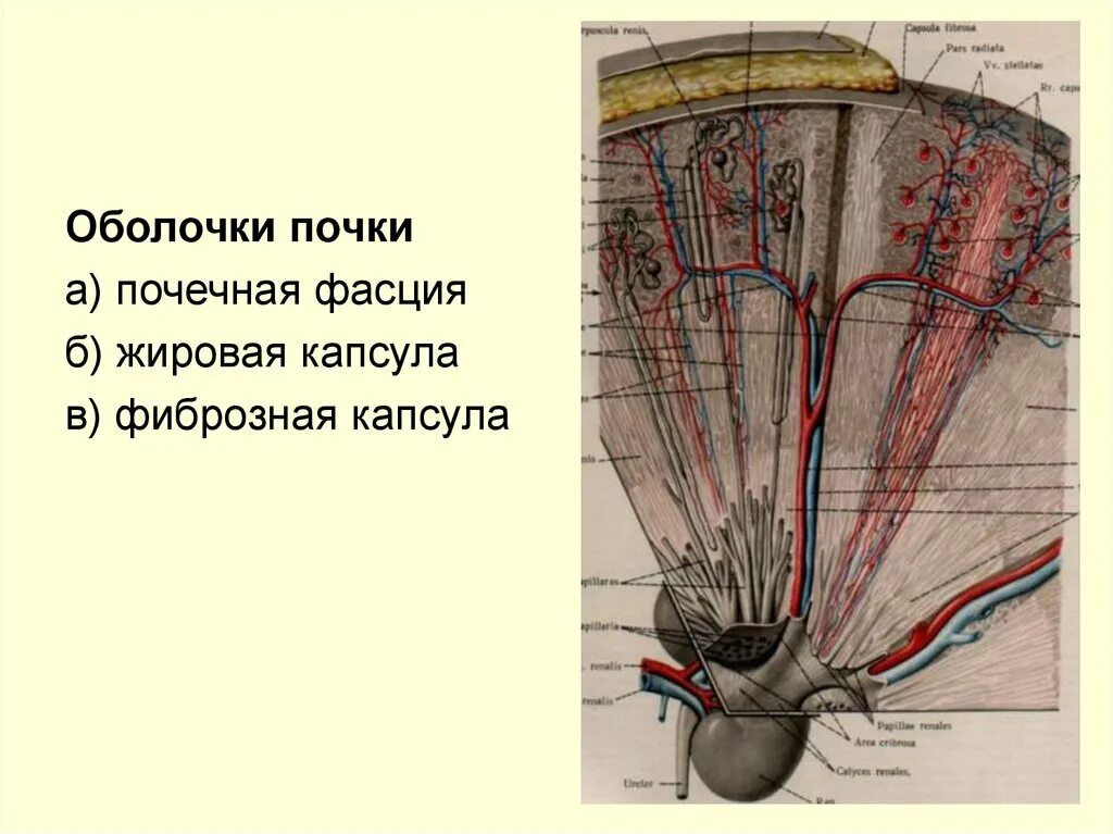 Фиброзная оболочка строение и функции. Оболочка почки фиброзная капсула. Почечная фасция топография. Строение почки фиброзная оболочка. Строение почки фиброзная капсула.