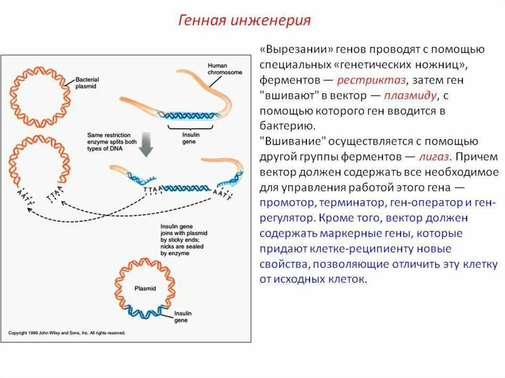 Схема синтеза инсулина генная инженерия. Генная инженерия. Генная инженерия схема. Генная инженерия бактерий. Установите последовательность этапов получения инсулина