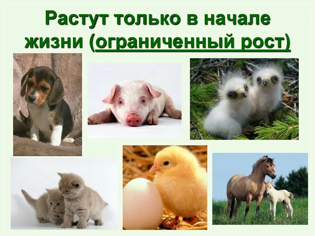 Определенный рост животных. Рост животные. животные с неограниченным ростом. неограниченный рост у животных. животные имеют ограниченный рост.