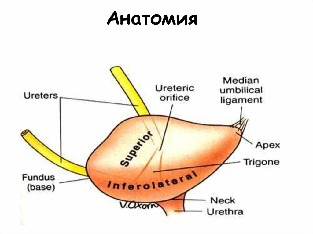 Осмотр мочевого пузыря латынь. Trigone of Urinary bladder. Мочевой пузырь анатомия. Fundus of the bladder. Apex анатомия.