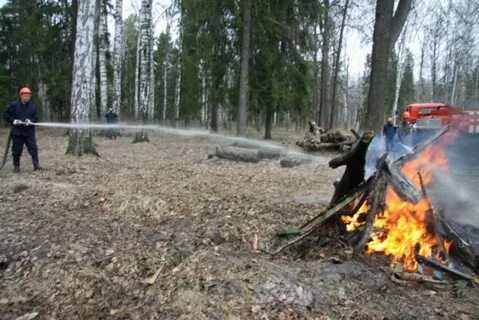 Лесничество зеленодольск