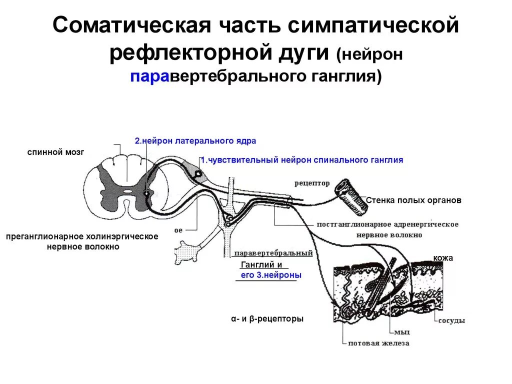 Дуги вегетативной нервной системы. Рефлекторная дуга соматического рефлекса. Схема рефлекса парасимпатической нервной системы. Схема рефлекторной дуги симпатического рефлекса. Рефлекторная дуга симпатической вегетативной нервной системы.