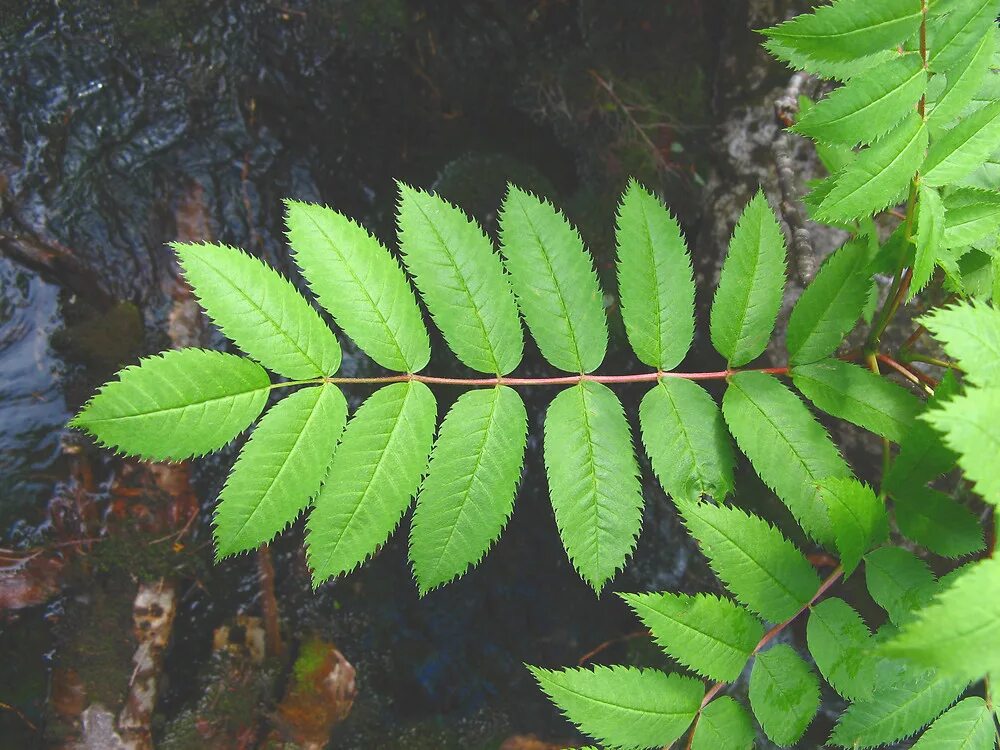 Sorbus aucuparia лист. Рябина обыкновенная осень. Листья рябины фото. Рябина обыкновенная листья. Листья рябины осенью.