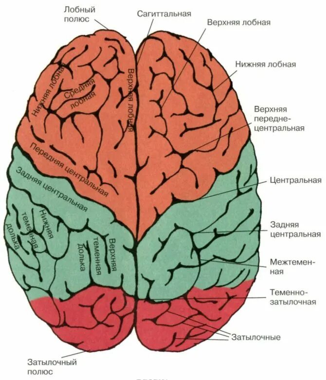 Нижний теменной отдел левого полушария. Лобная дога большого мозга. Строение лобной доли головного мозга. Извилины брюс