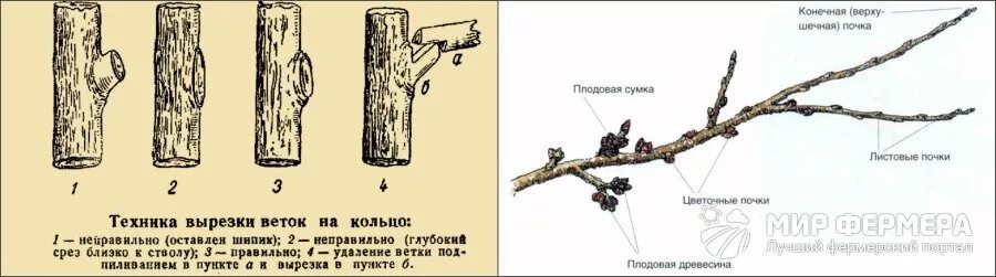 Срез ветки на кольцо. Обрезка веток на кольцо. Вырезка ветвей на кольцо. Обрезка ветвей на кольцо.