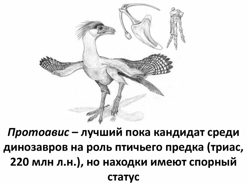 К чертам отличающим птиц от пресмыкающихся. Протоавис и Археоптерикс. Протоавис переходная форма. Протоавис предок птиц. Переходная форма птиц и пресмыкающихся.