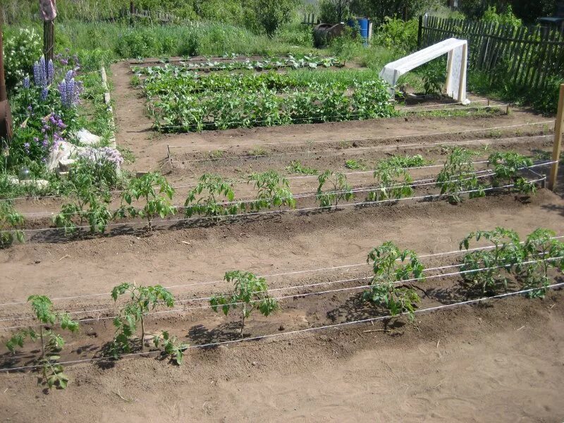 Посадка томатов способы. Высаживание помидоров в открытый грунт. Посадка помидор на рассаду. Посадка помидор в грунт рассадой. Помидоры в открытом грунте.