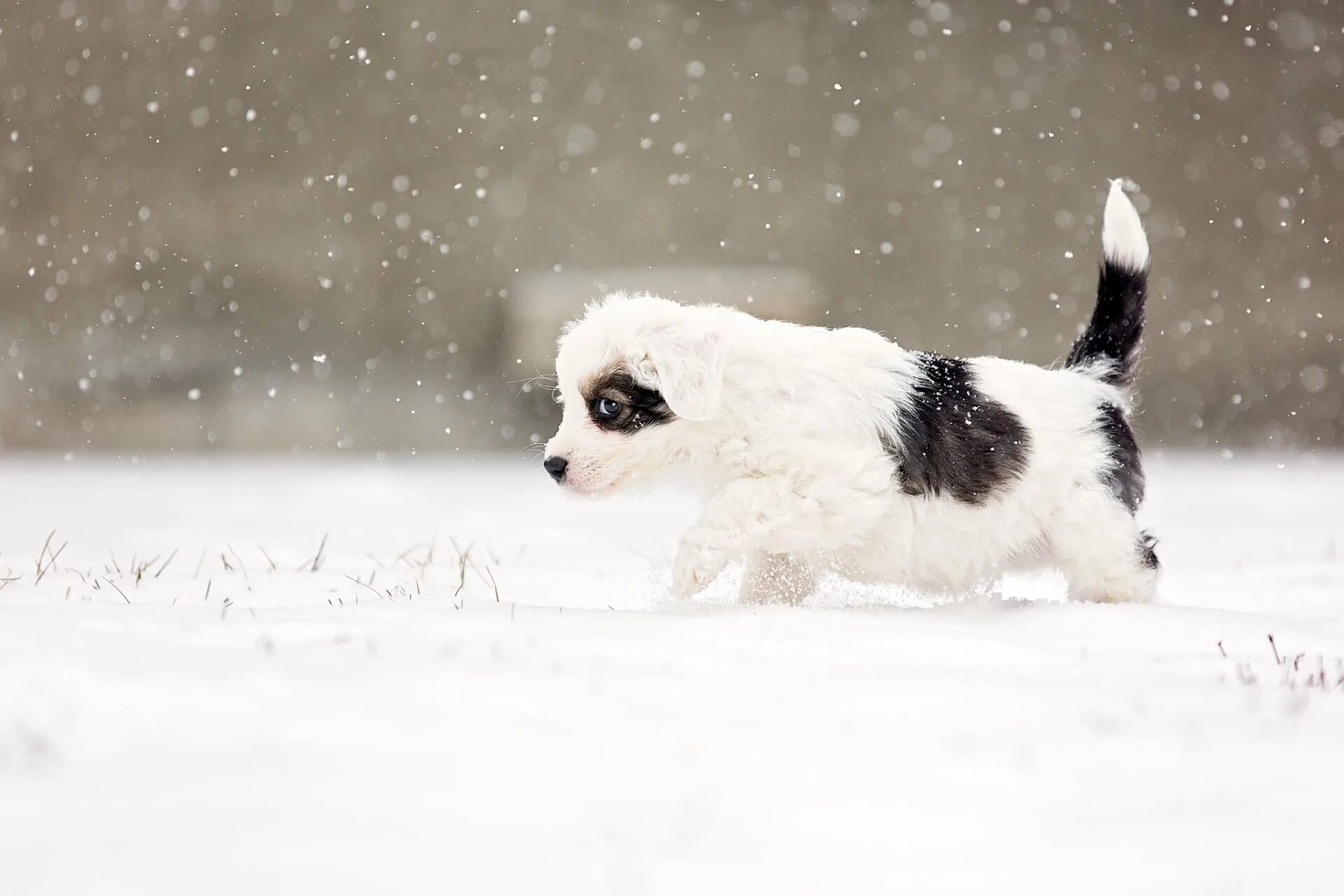 Собака зимой. Собака в снегу. Щенок и снег. Фон щенок зима.