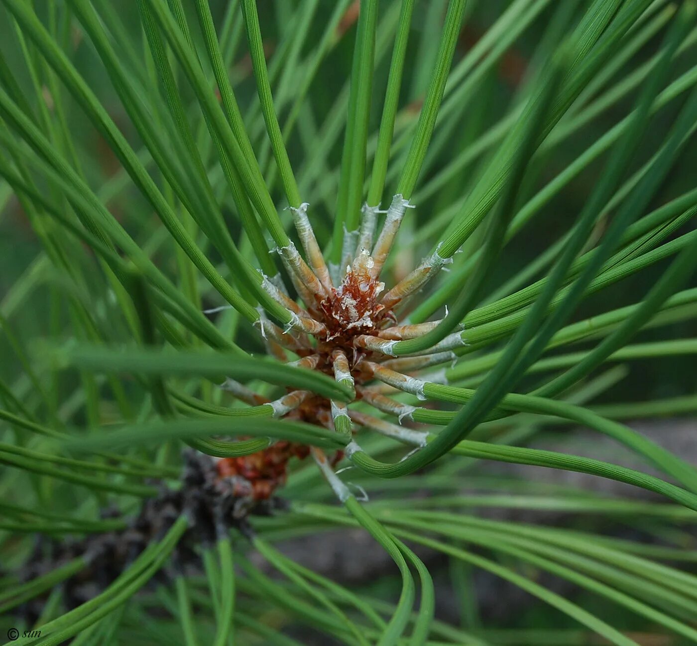 Pinus pallasiana. Pinus pallasiana Lamb. Семейство сосновых род Пинус. Pinaceae растения. Сосновые порядок хвойные